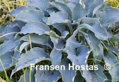 Hosta Tears in Heaven