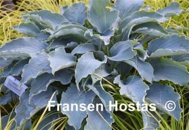 Hosta Tears in Heaven