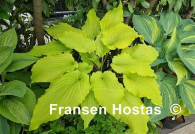 Hosta Valley's Lemon Limbo