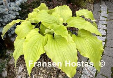 Hosta Valley's Lemon Limbo