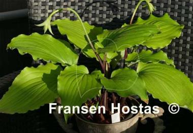 Hosta Valley's Lemon Limbo