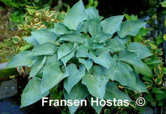 Hosta Andorian - Fransen Hostas