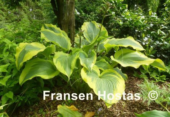 Hosta Atlantis - Fransen Hostas