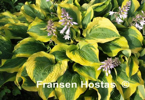 Hosta Atlantis - Fransen Hostas