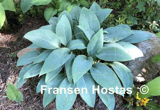 Hosta Blue Tooth