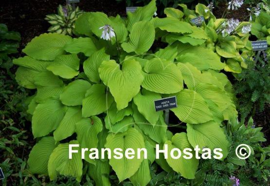 Guidouneries pour le jardin (2018) - Page 23 Hosta%20Choo-Choo-Train-photo-made-by-Fransen-Hostas-20