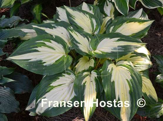 Hosta Christmas Candy - Fransen Hostas NL