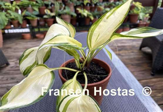 Hosta Cream Cake