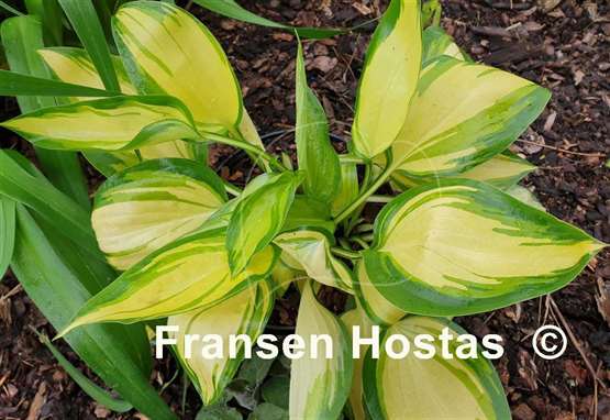 Hosta Cream Cake