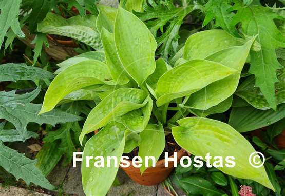 Hosta Cup Of Joy Fransen Hostas