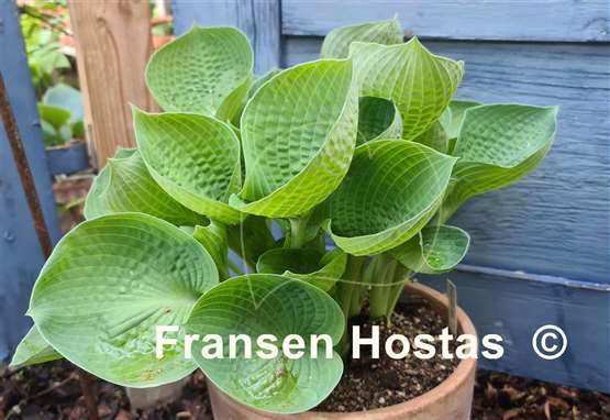 Hosta Cup Of Joy Fransen Hostas