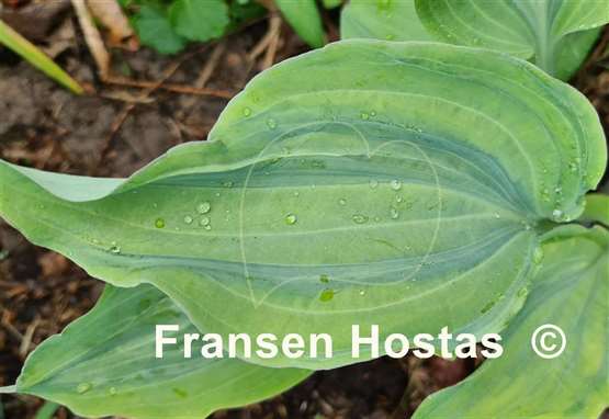 Hosta Danubie Isla