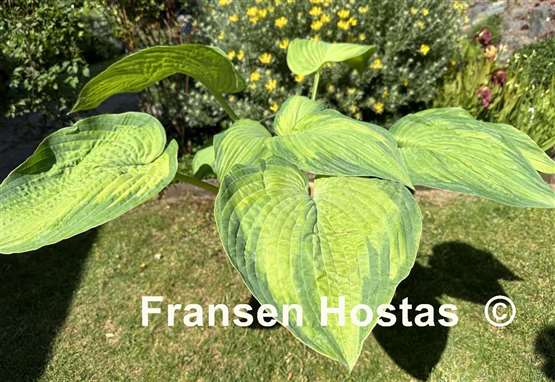 Hosta 'Double D Cup' - Sienna Hosta