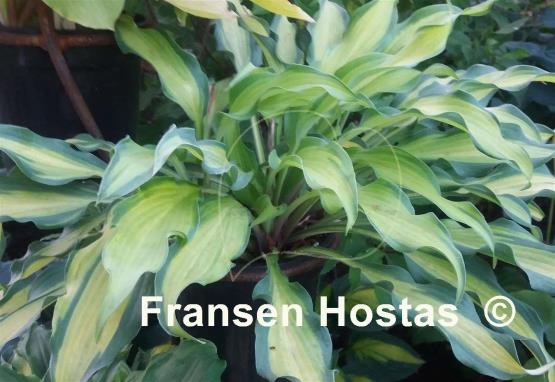 Hosta Hawaiian Luau - Fransen Hostas