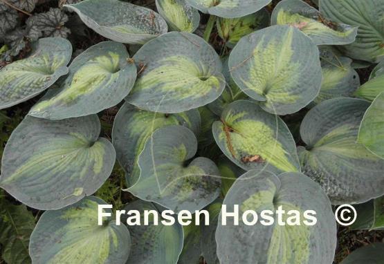 Hosta Heat Wave - Fransen Hostas