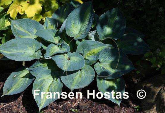 Hosta Heat Wave - Fransen Hostas