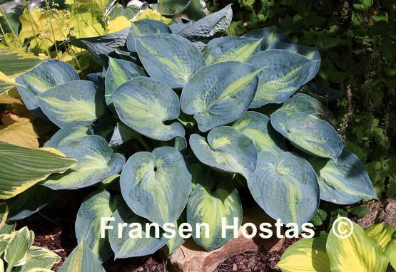 Hosta Heat Wave - Fransen Hostas