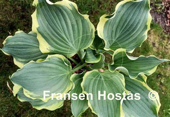 Hosta Hope Springs Eternal