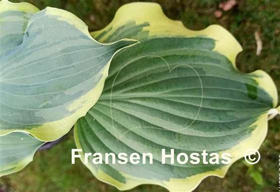 Hosta Hope Springs Eternal