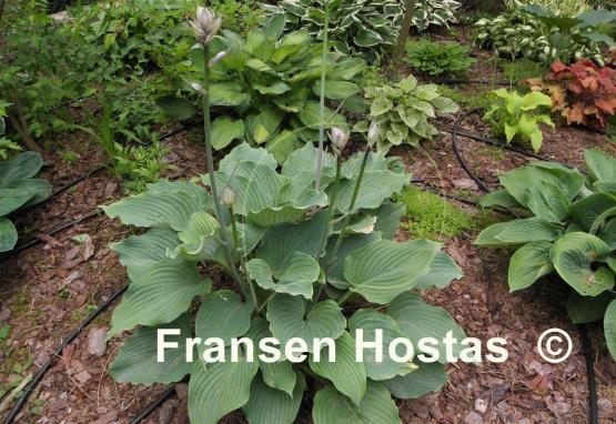 Hosta Komodo Dragon - Fransen Hostas