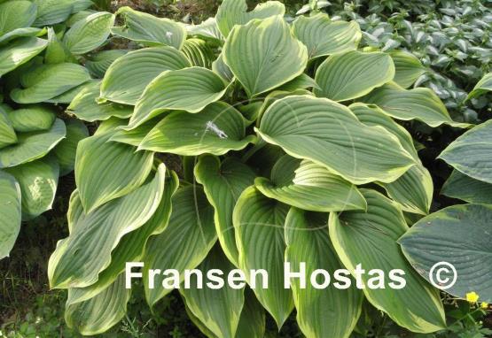 Hosta Prima Donna Fransen Hostas