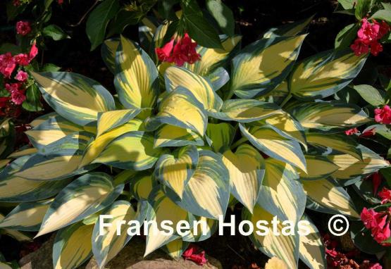 Hosta%20Remember-Me-photo-made-by-Gromit