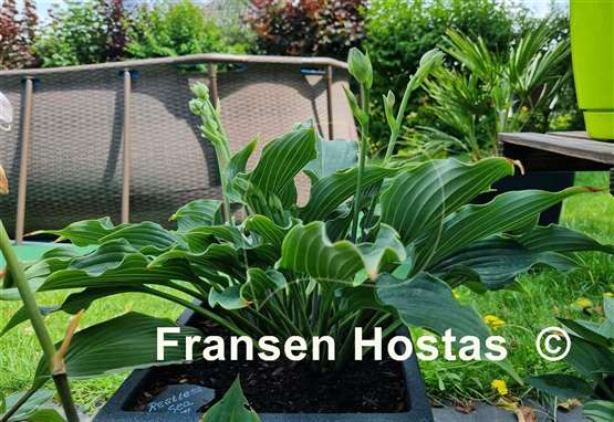 Hosta Restless Sea - Fransen Hostas