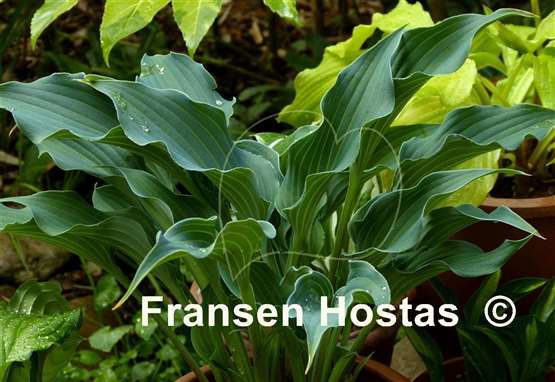 Hosta Restless Sea - Fransen Hostas