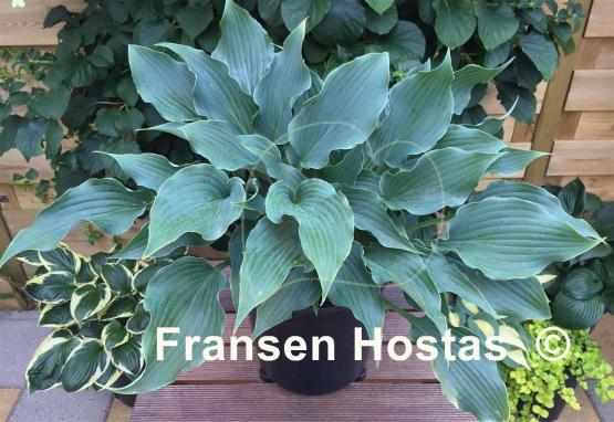 Hosta Restless Sea - Fransen Hostas