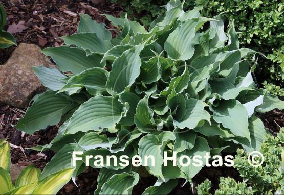 Hosta Restless Sea - Fransen Hostas