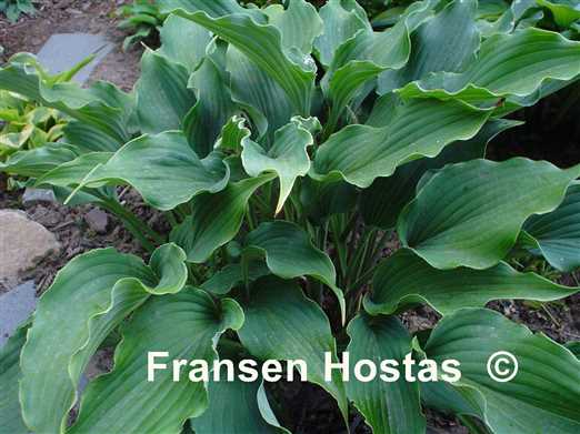 Hosta Restless Sea - Fransen Hostas