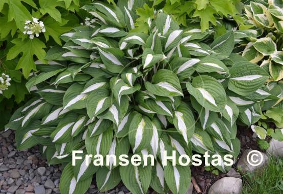 Хоста Hosta Risky Business