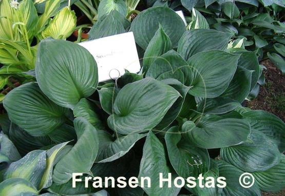 Hosta Second Wind Fransen Hostas