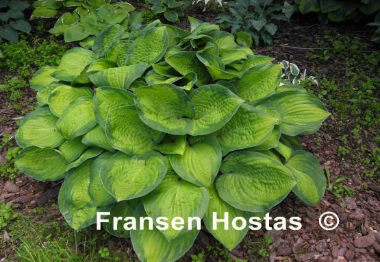 Hosta September Sun Fransen Hostas