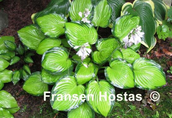 Hosta September Sun Fransen Hostas