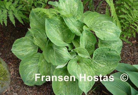 Hosta Spilt Milk - Fransen Hostas