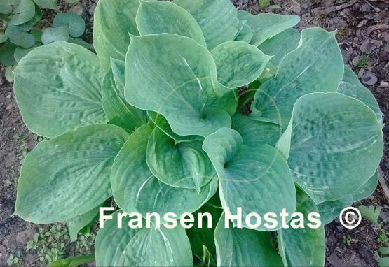 Hosta Spilt Milk - Fransen Hostas