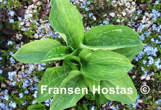 Hosta Spilt Milk - Fransen Hostas