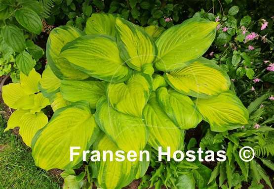 Hosta Stained Glass Fransen Hostas