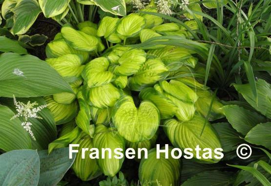 Hosta Stained Glass Fransen Hostas