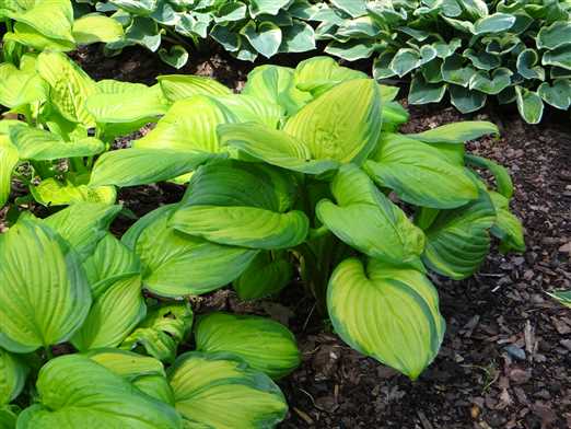 Hosta Stained Glass - Fransen Hostas