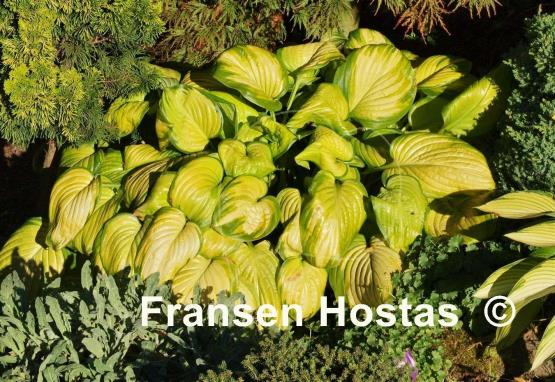 Hosta Stained Glass Fransen Hostas