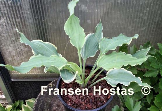 Hosta Sultans Of Swing 16 00 16 00