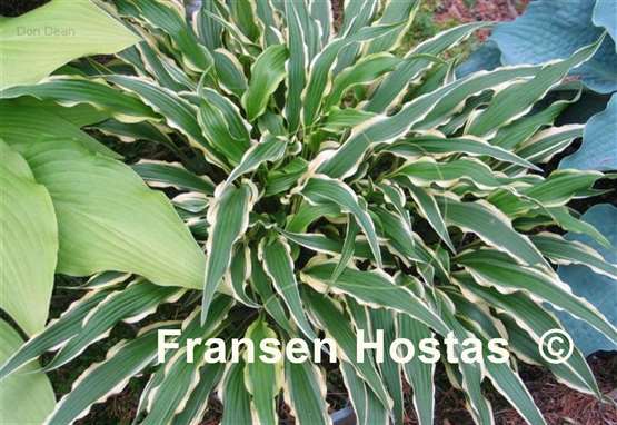 Hosta Syncopated Harmony