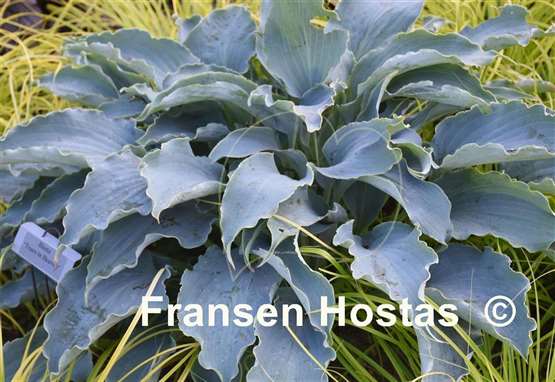 Hosta Tears in Heaven