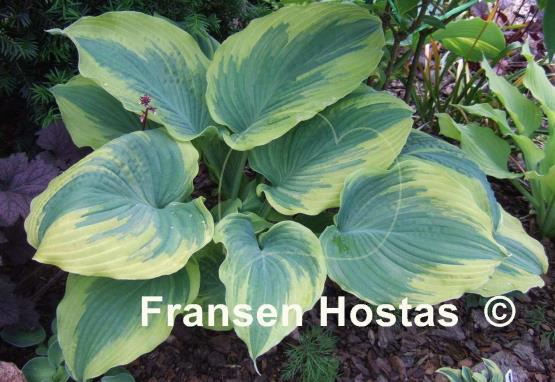 Hosta The King - Fransen Hostas