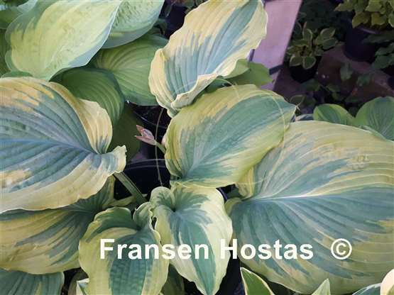 Hosta The King - Fransen Hostas