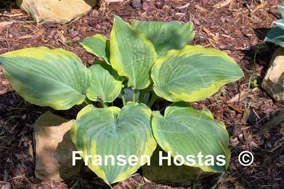 Hosta The King - Fransen Hostas