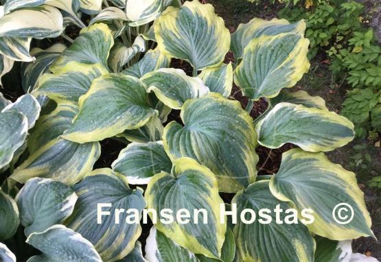 Hosta The King - Fransen Hostas