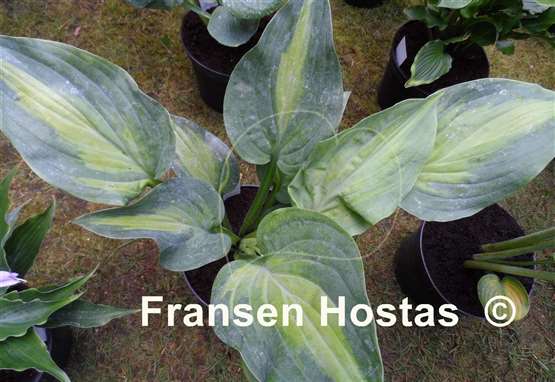 Twice as Nice - Hostas on the Bluff